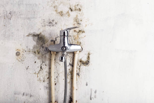Best Mold Removal Company Near Me  in Steubenville, OH