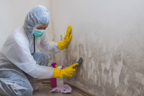 Best Mold Testing  in Steubenville, OH