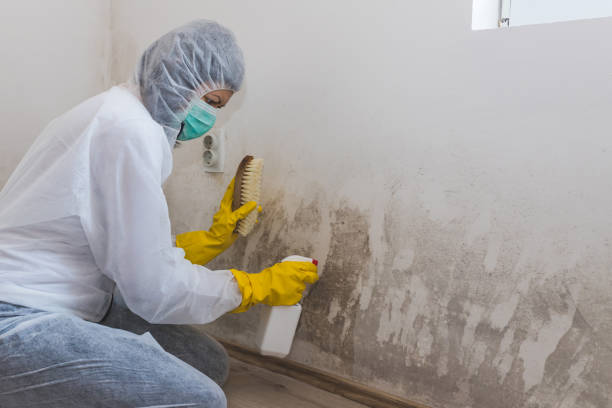 Best Commercial Mold Removal  in Steubenville, OH