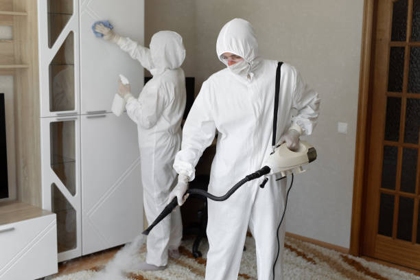 Best Local Mold Removal Service  in Steubenville, OH