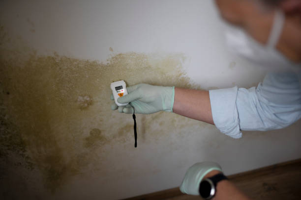 Best Attic Mold Removal  in Steubenville, OH