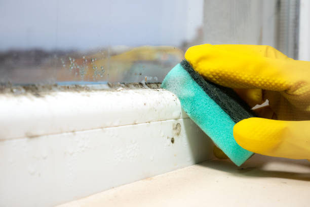 Best Mold Damage Repair  in Steubenville, OH