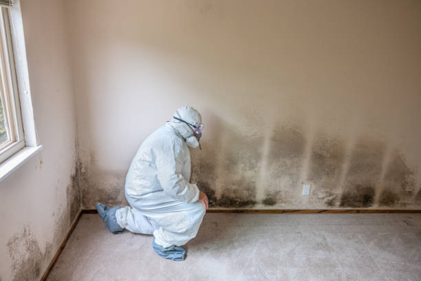 Best Residential Mold Removal  in Steubenville, OH
