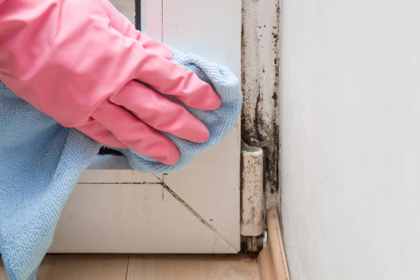 Trusted Steubenville, OH Mold Removal Experts